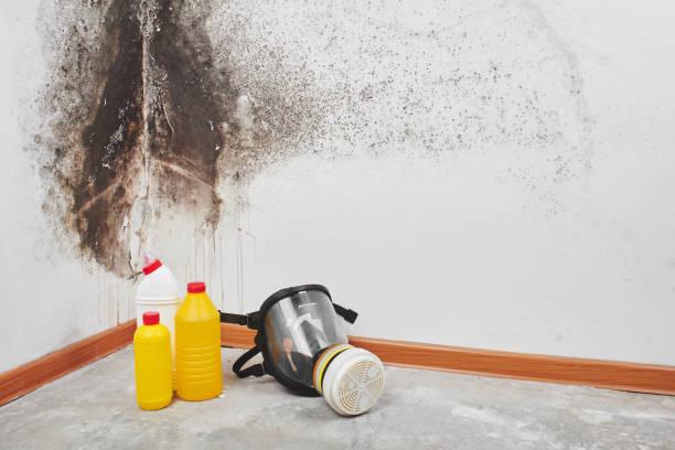 Best Residential Mold Removal  in Englewood, TN