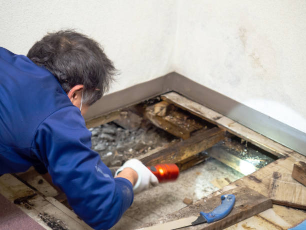 Best Mold Remediation  in Englewood, TN