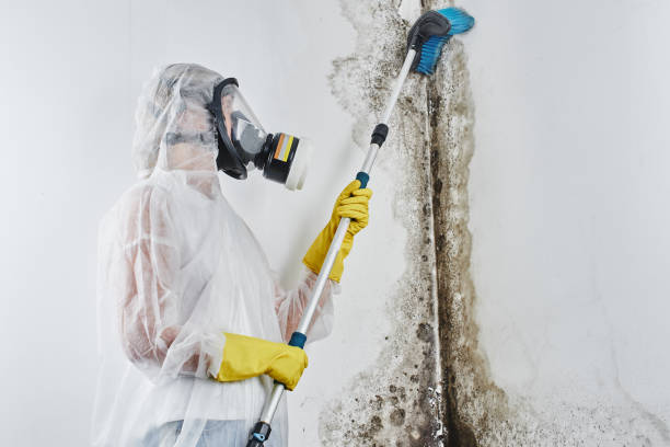 Best Commercial Mold Removal  in Englewood, TN