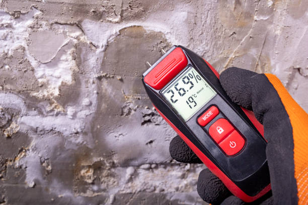 Best Black Mold Removal  in Englewood, TN