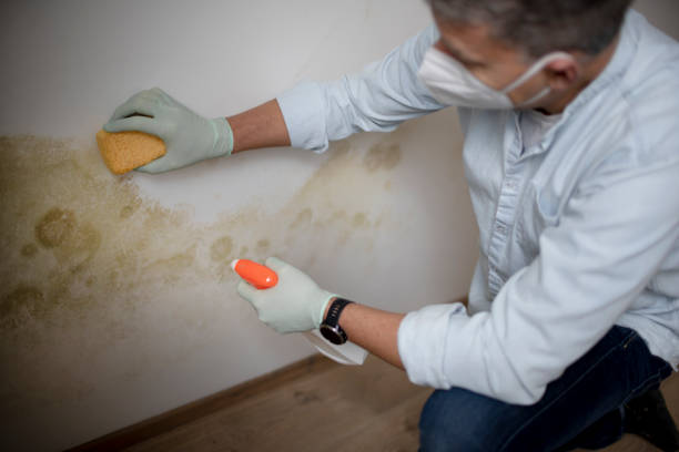Best Mold Damage Repair  in Englewood, TN
