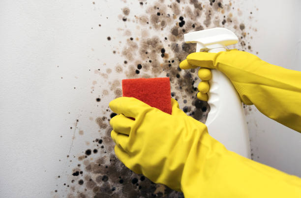 Best Toxic Mold Removal  in Englewood, TN
