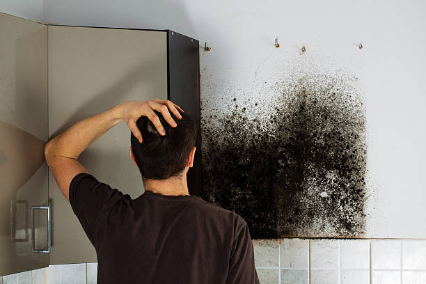 Best Office Mold Removal Services  in Englewood, TN
