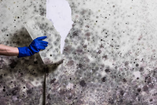Best Affordable Mold Removal  in Englewood, TN